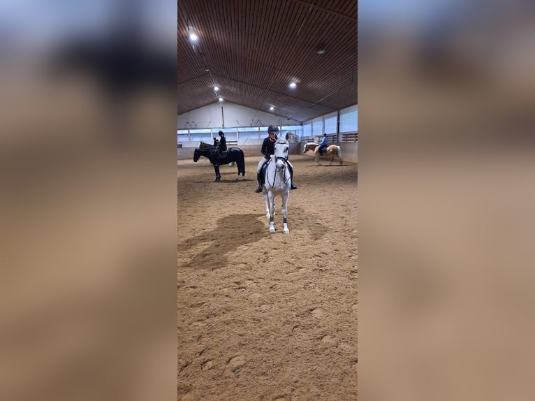Ich suche eine reitbeteiligung für mich 