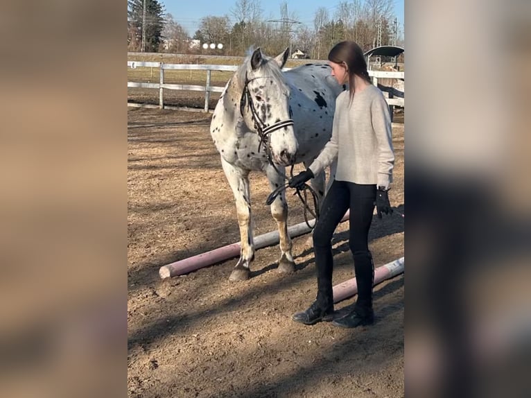 Ich suche eine Reitbeteiligung (RsP)