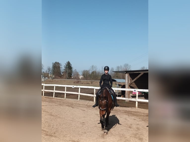 Ich suche eine Reitbeteiligung (RsP)