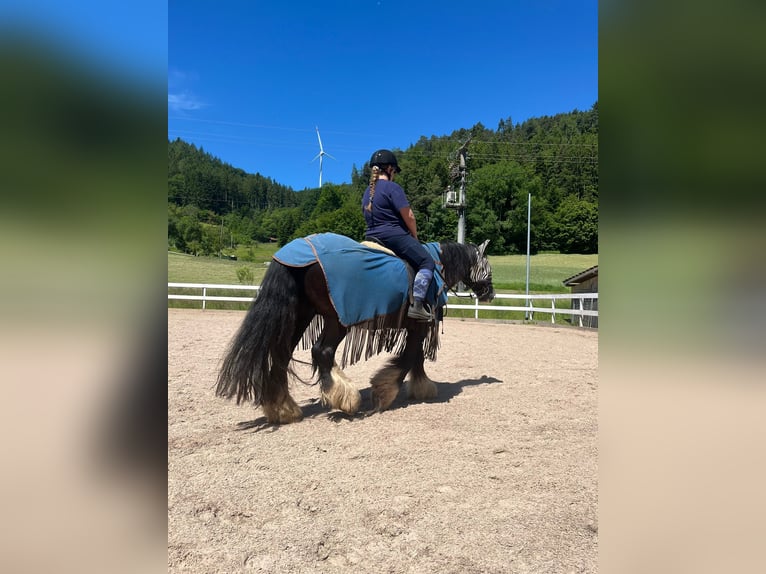 Ich suche eine Reitbeteiligung