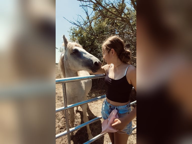 Ich suche eine Reitbeteiligung