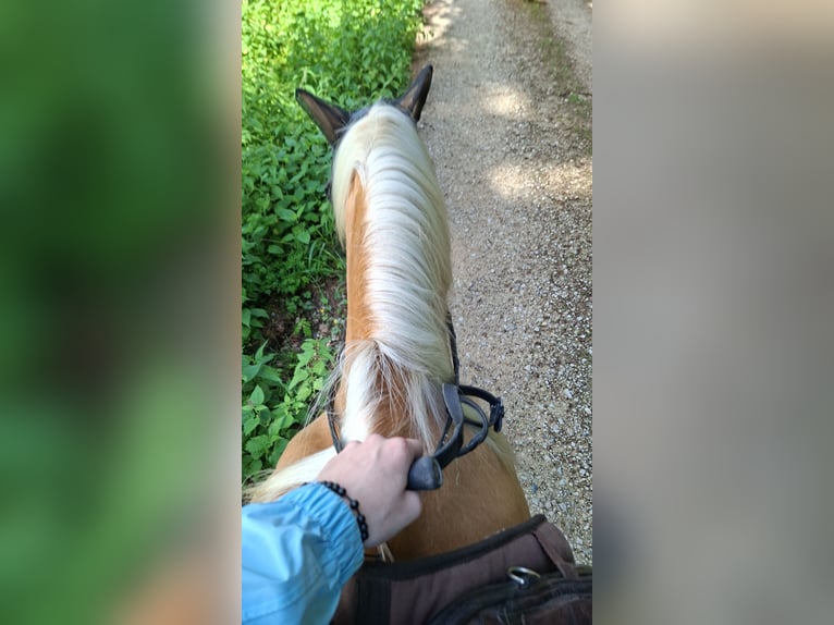 Ich suche eine Reitbeteiligung