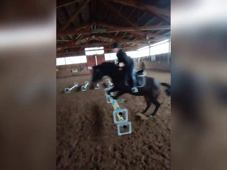 Ich suche eine Reitbeteiligung