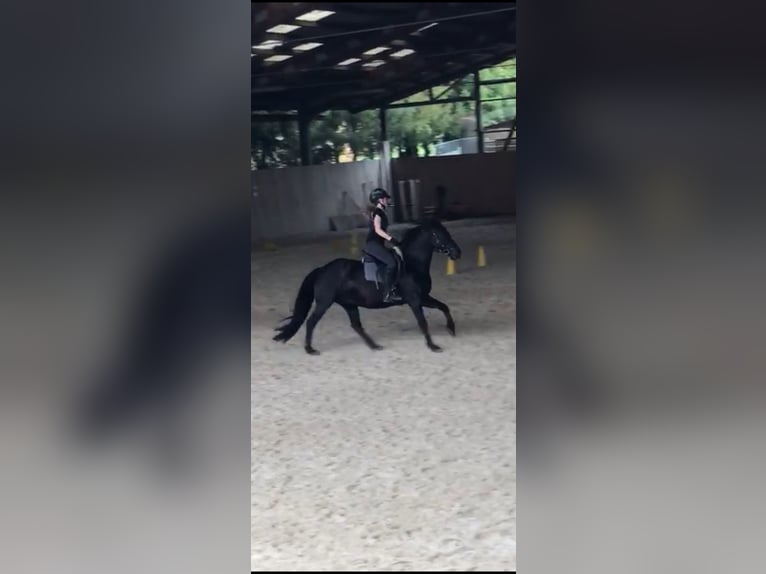 Ich suche eine Reitbeteiligung 