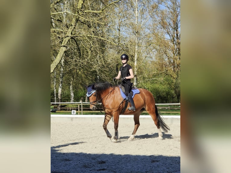 Ich suche eine Reitbeteiligung