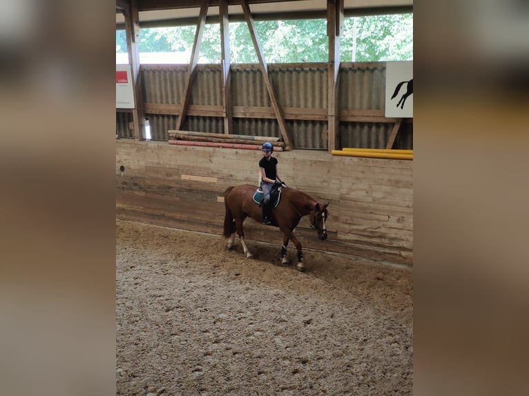 Ich suche eine Reitbeteiligung