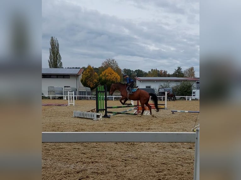 Ich suche eine Reitbeteiligung 