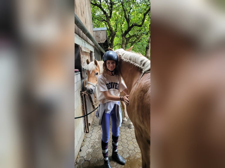 Ich suche eine Reitbeteiligung