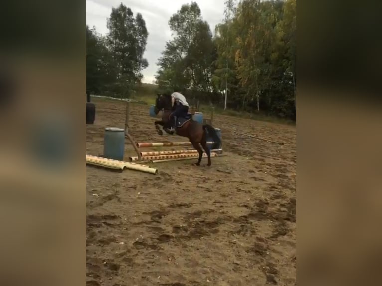 Ich suche eine Reitbeteiligung