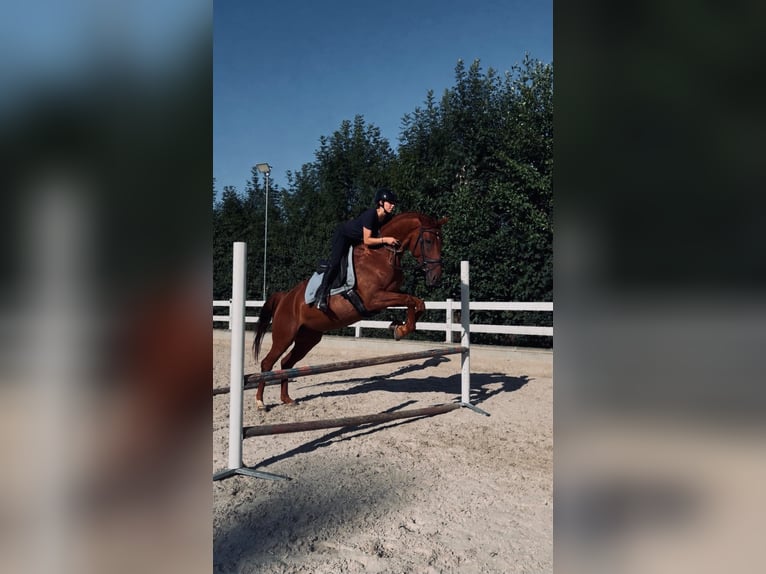 Ich suche eine Reitbeteiligung