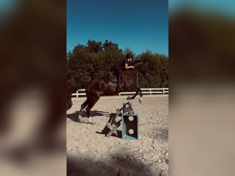 Ich suche eine Reitbeteiligung