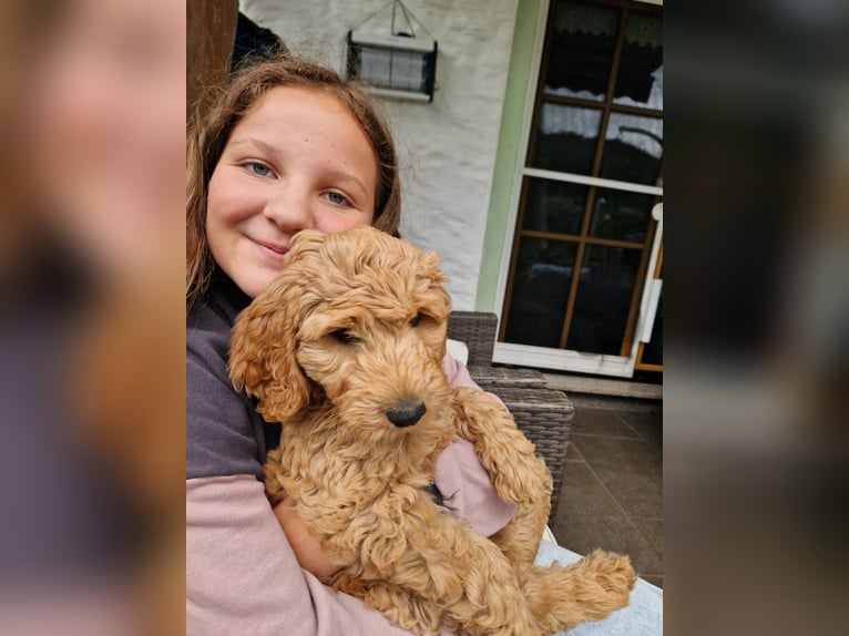 Ich suche eine Reitbeteiligung