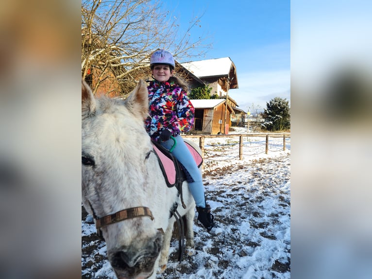 Ich suche eine Reitbeteiligung