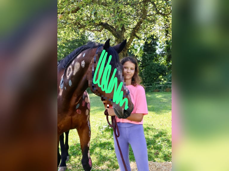 Ich suche eine Reitbeteiligung