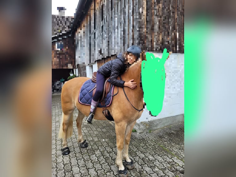 Ich suche eine Reitbeteiligung