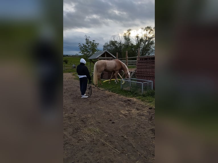 Ich suche eine Reitbeteiligung