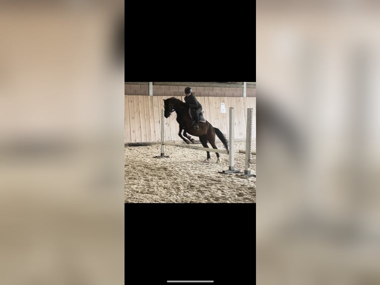 Ich suche eine Reitbeteiligung 
