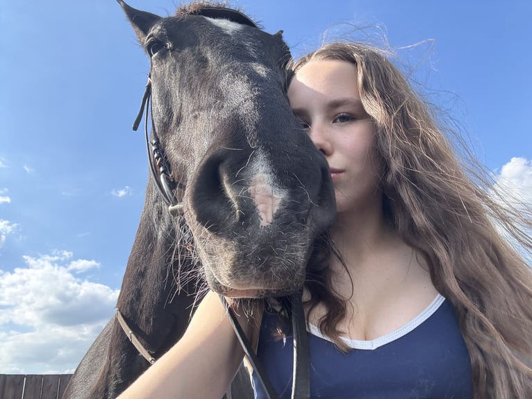 Ich suche eine Reitbeteiligung