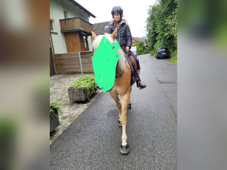 Ich suche eine Reitbeteiligung
