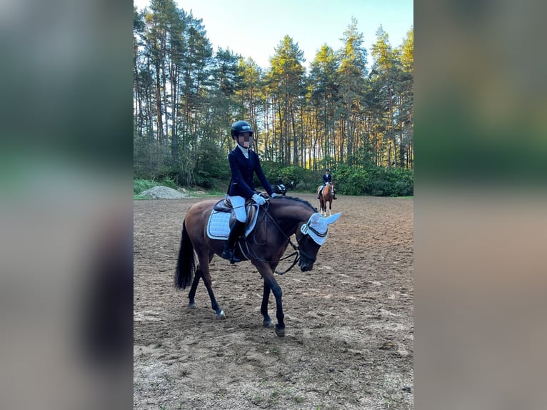 Ich suche liebe reitbeteiligung :)