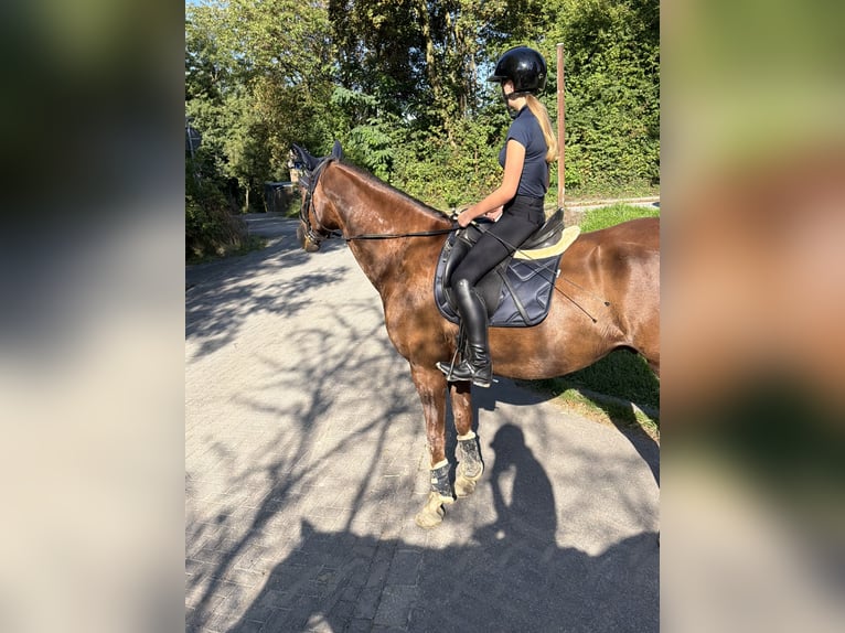 Ich suche mein Herzens-Pferd!💕💫