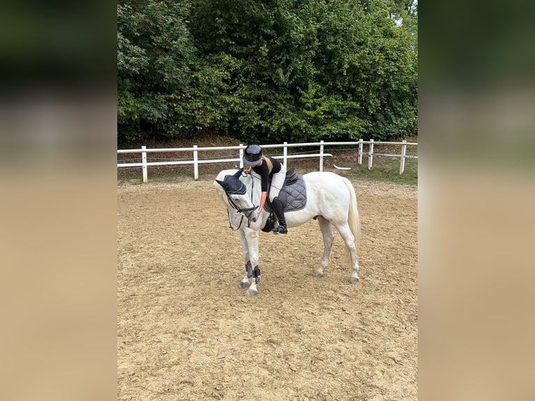 Ich suche mein Herzens-Pferd!💕💫