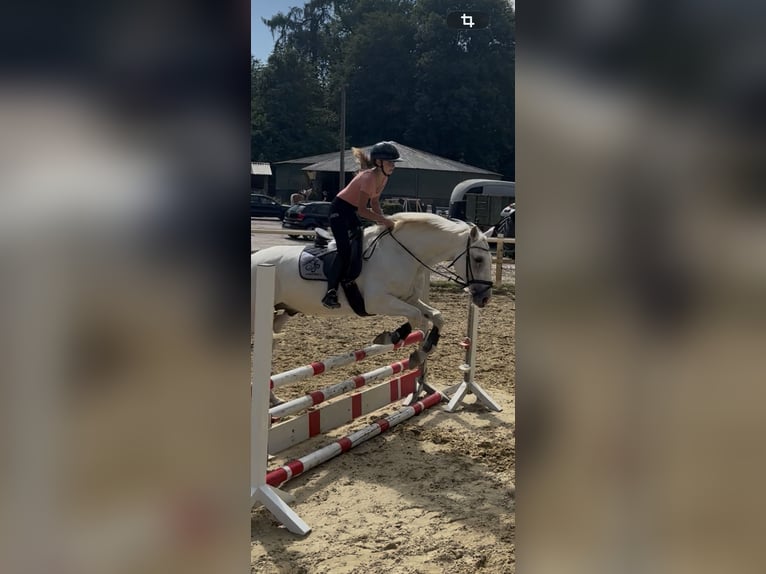Ich suche mein Herzens-Pferd!💕💫