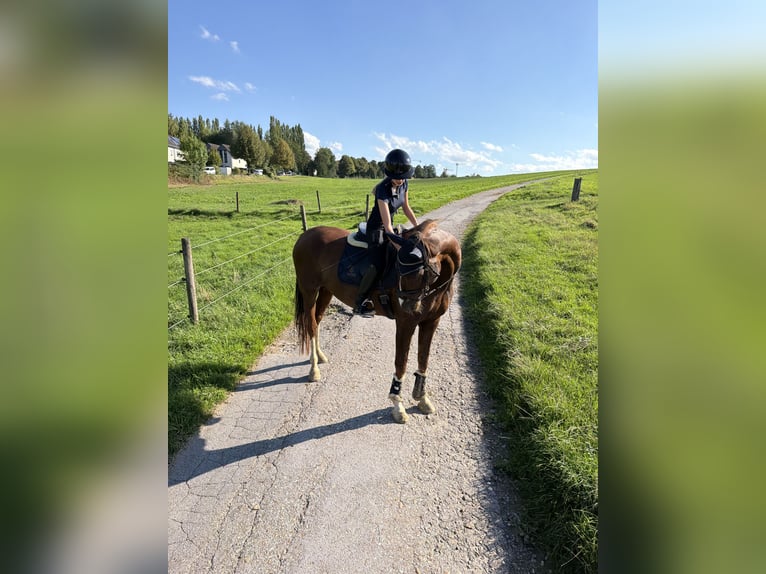 Ich suche mein Herzens-Pferd!💕💫