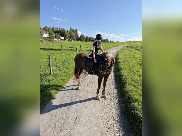 Ich suche mein Herzenspferd❣️