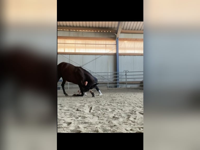 Ich suche nach einer Reitbeteiligung!