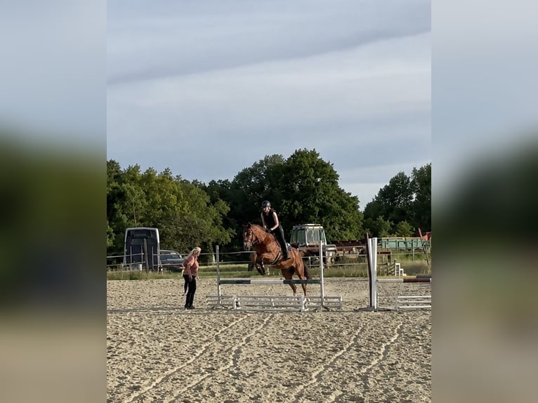 Ich suche nach einer Reitbeteiligung!