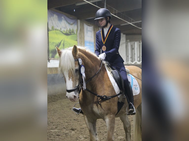 Ich suche pflegebeteiligung mit reiten