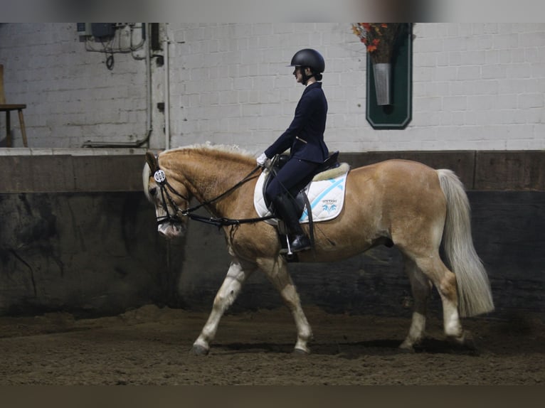 Ich suche pflegebeteiligung mit reiten
