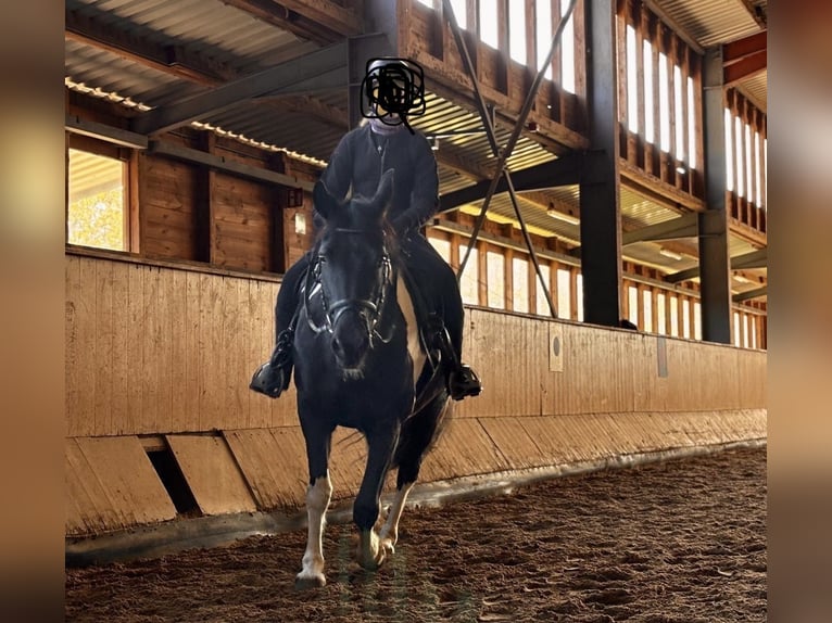 ich suche reitbeteiligung