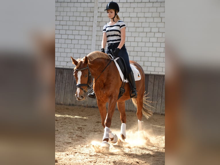 Ich werde mich um dein Pferd kümmern.