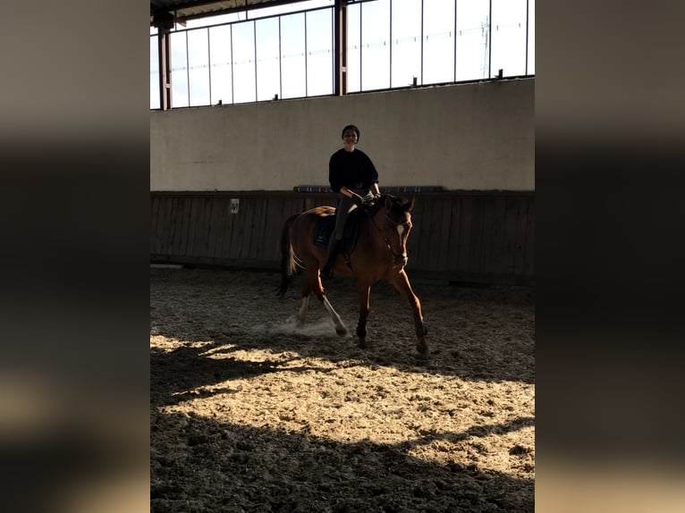 Ich werde mich um dein Pferd kümmern.
