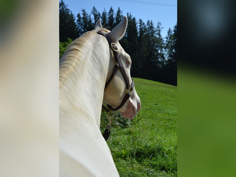 Icing Simba NM American Quarter Horse Stallion Perlino in Halfing