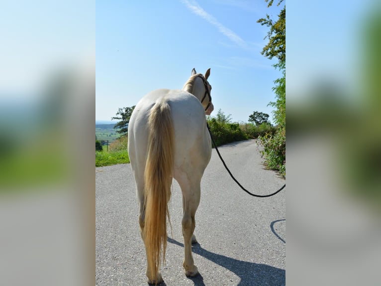 Icing Simba NM American Quarter Horse Stallion Perlino in Halfing