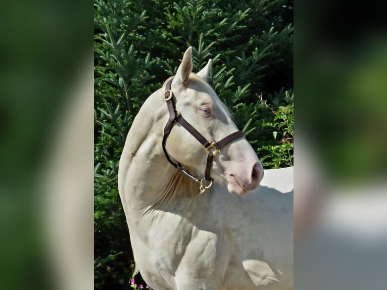 Icing Simba NM American Quarter Horse Stallion Perlino in Halfing