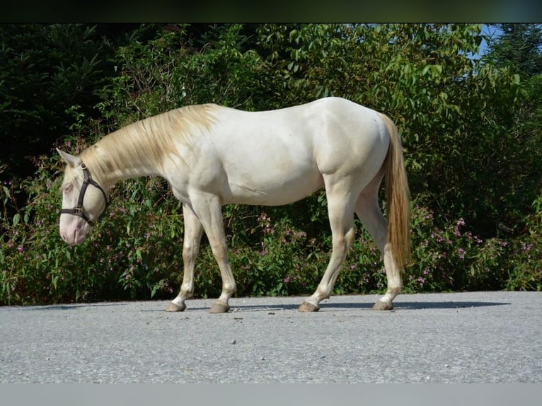 Icing Simba NM American Quarter Horse Stallion Perlino in Halfing