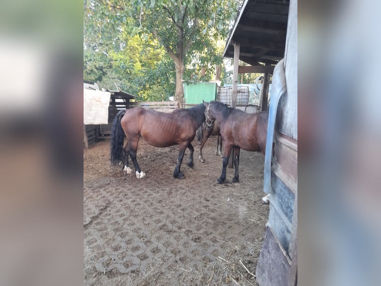 Iers volbloed Mix Hengst 1 Jaar 140 cm Bruin in Kirchheim