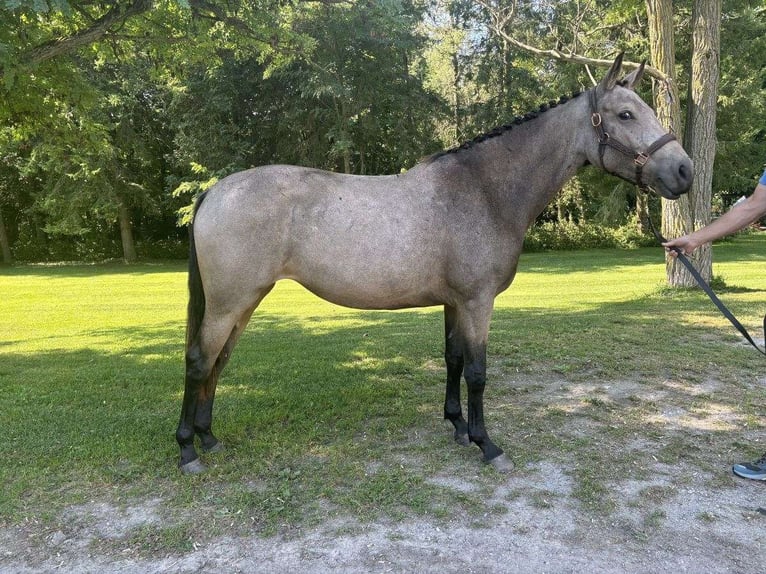 Iers volbloed Hengst 2 Jaar 152 cm Roodbruin in Kraków