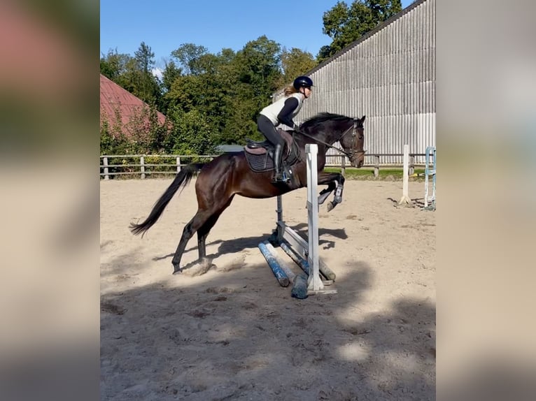 Iers volbloed Hengst 4 Jaar 159 cm Donkerbruin in Lensahn Iers volbloed Hengst 4 Jaar 159 cm Donkerbruin in Lensahn