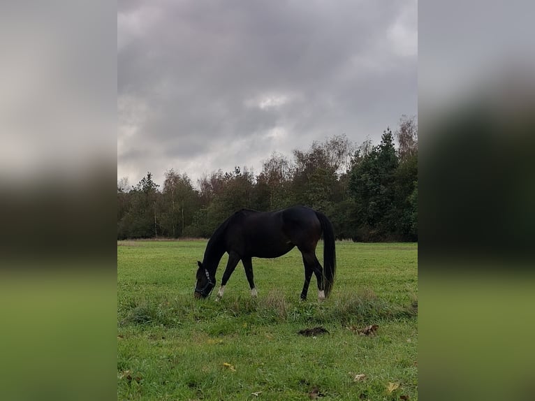 Iers volbloed Merrie 10 Jaar 160 cm Bruin in Loon op Zand