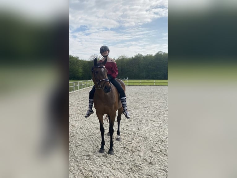 Iers volbloed Merrie 10 Jaar 163 cm Bruin in Wijckel