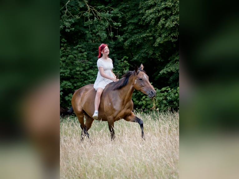 Iers volbloed Merrie 10 Jaar 163 cm Bruin in Wijckel