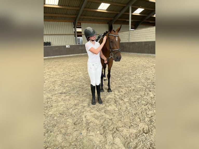 Iers volbloed Merrie 10 Jaar 163 cm Bruin in Wijckel