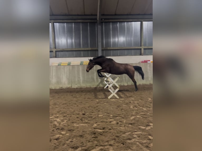 Iers volbloed Merrie 10 Jaar 165 cm Bruin in Landesbergen