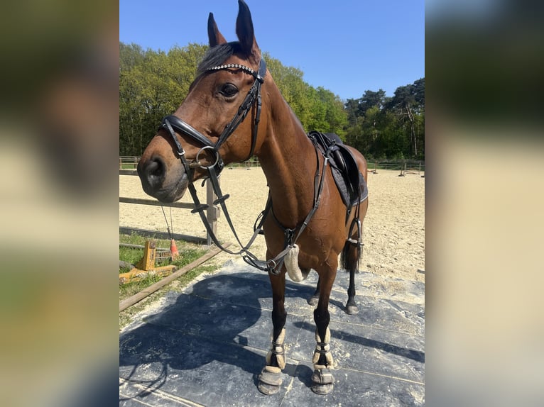 Iers volbloed Merrie 10 Jaar 165 cm Bruin in Landesbergen