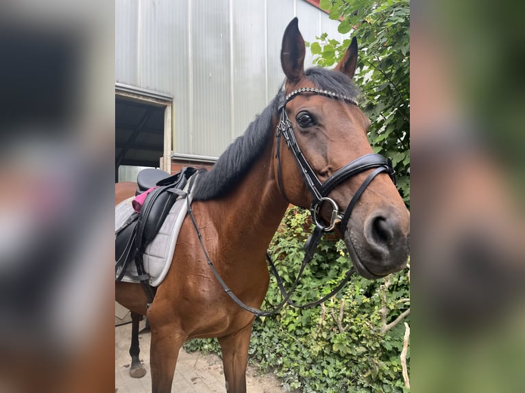 Iers volbloed Merrie 10 Jaar 165 cm Bruin in Landesbergen